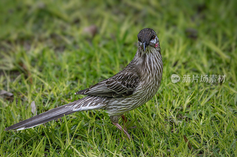 Red Wattlebird （Anthochaera carunculata）